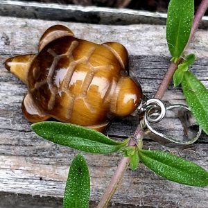 Tortue œil de tigre