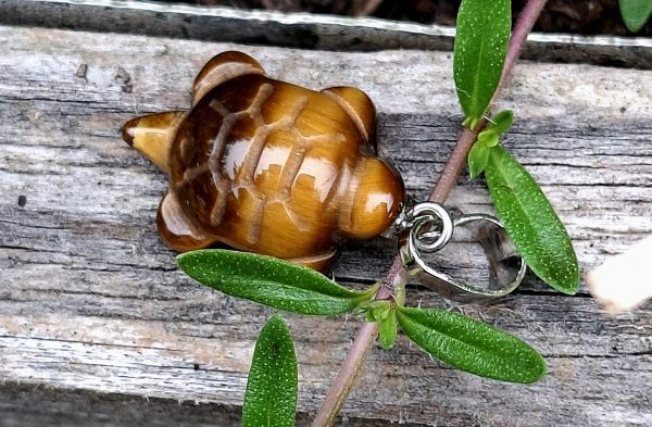 Tortue œil de tigre