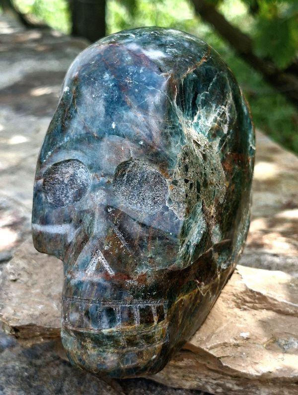 Crâne apatite