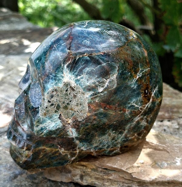 Crâne apatite – Image 2