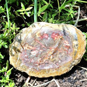 Bois fossilisé
