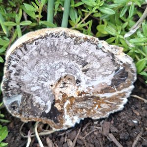 Bois fossilisé