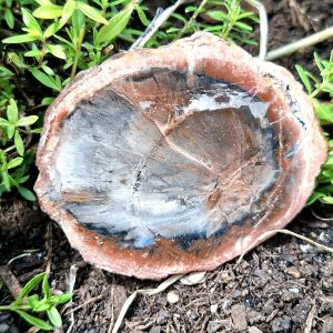 Bois fossilisé