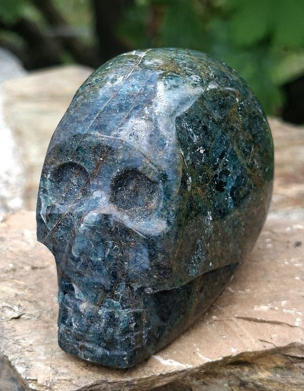 Crâne apatite