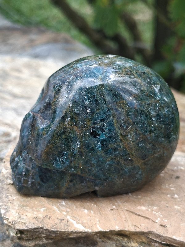 Crâne apatite – Image 2
